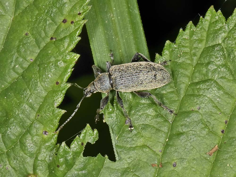 Curculionidae da identificare - Phyllobius pyri